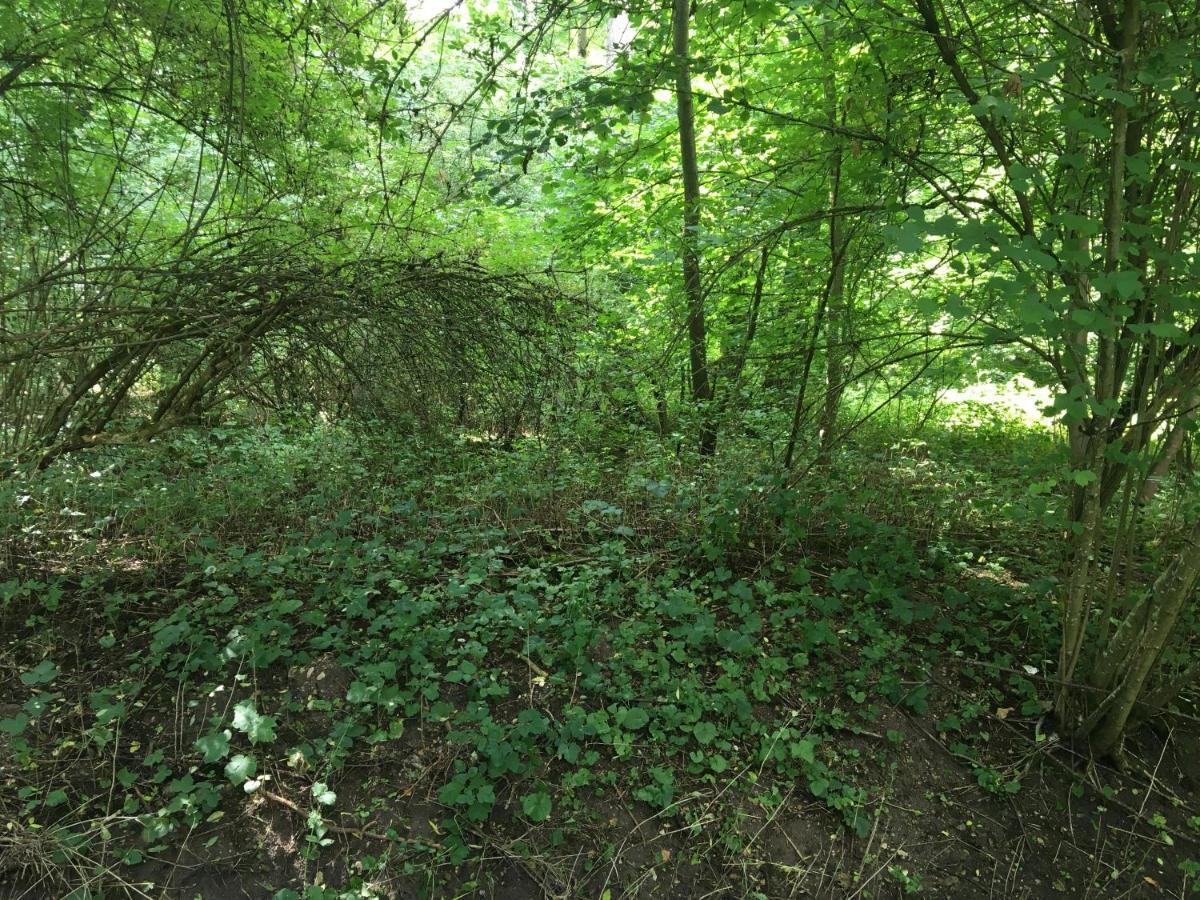 Un Coin De Foret Courmas Εξωτερικό φωτογραφία